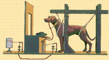pavlov