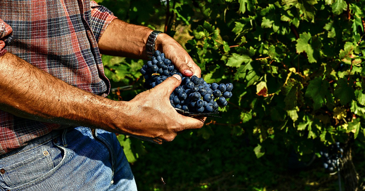 vendemmia-1200
