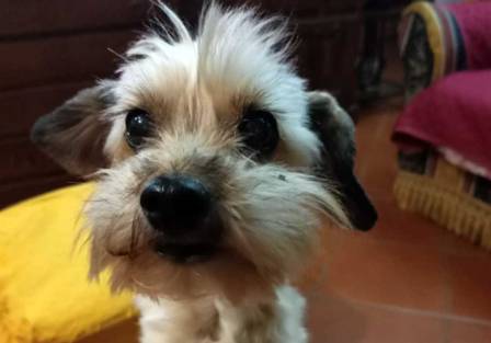 cagnolina