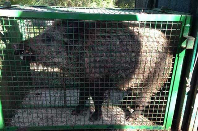 cinghiale-catturato