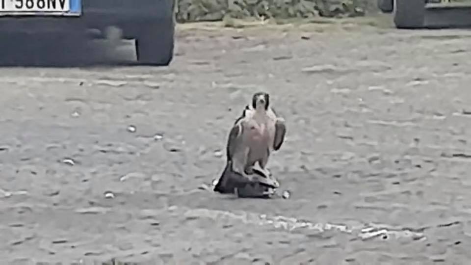 falco