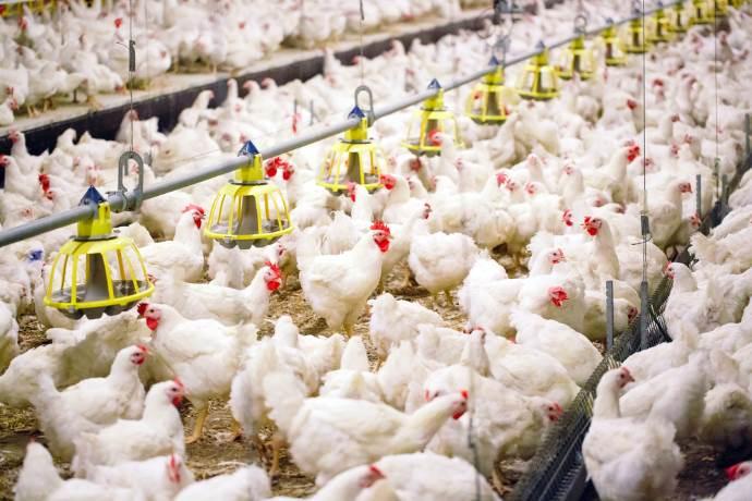 allevamento galline