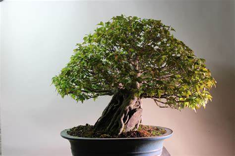 BONSAI