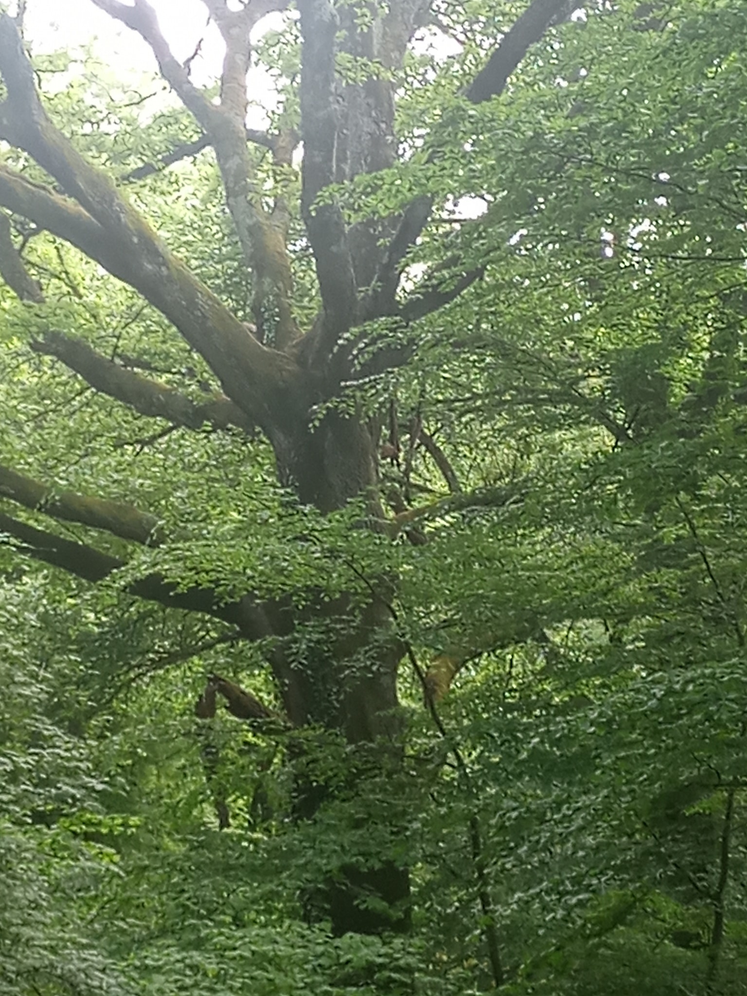 albero