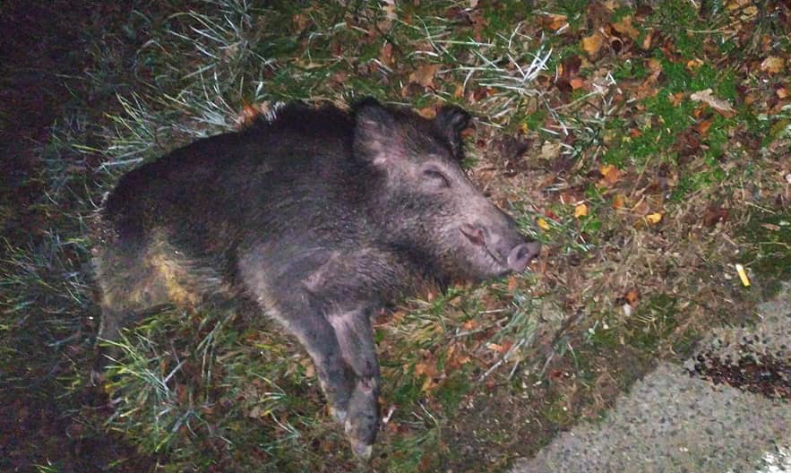 cinghiale 2