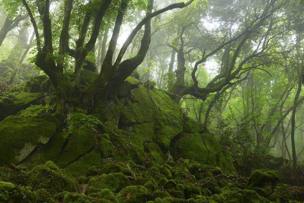Foto del bosco del Sasseto
