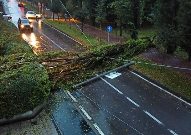 Foto di alberi caduti su strada