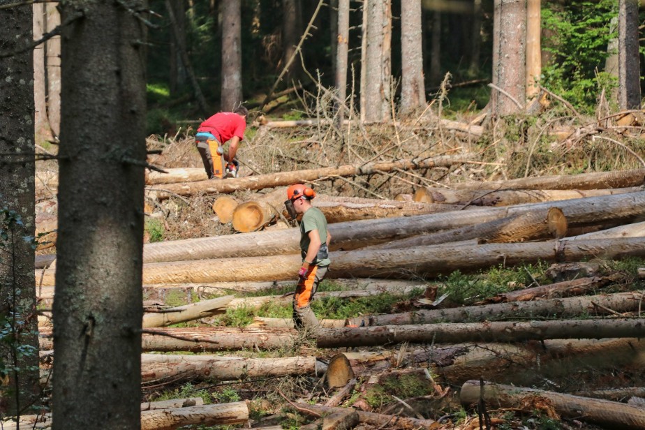 operatore forestale