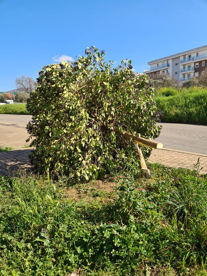 Albero segato Santa Barbara