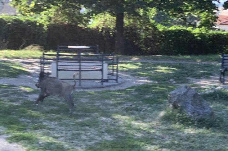 Foto cinghiali al Parco via Cattaneo