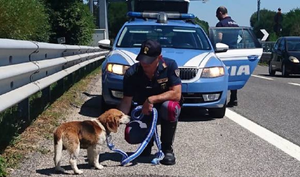 Foto polizia salva cani