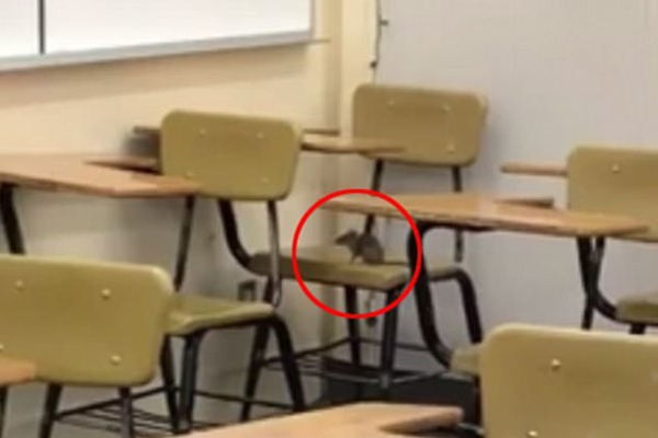 Foto topi a scuola