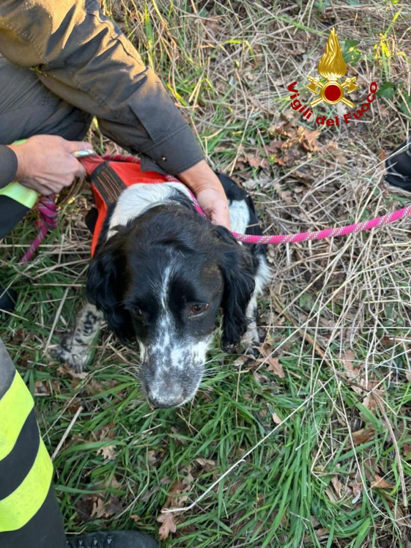 cane vigili del fuoco 2