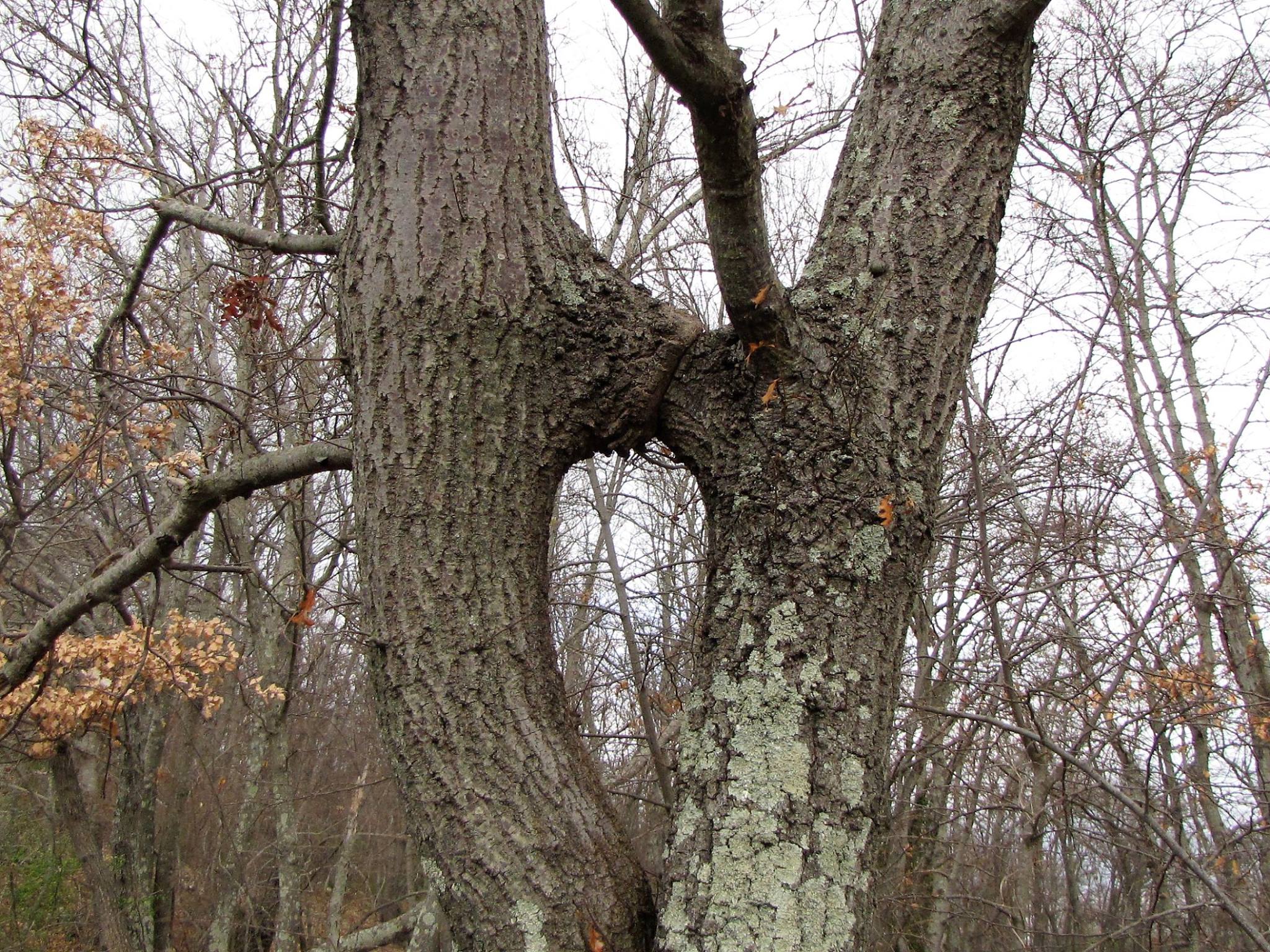Foto alberi che si baciano Barbarano Romano