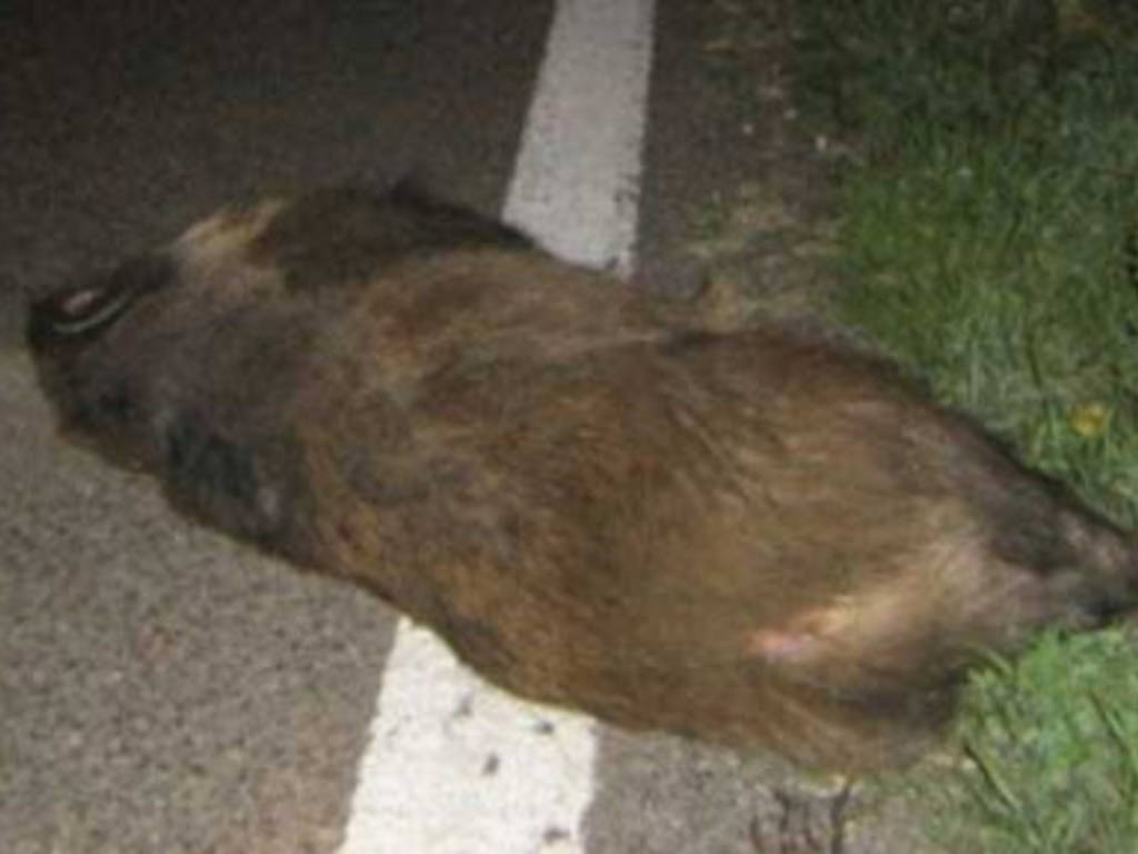 Foto cinghiale