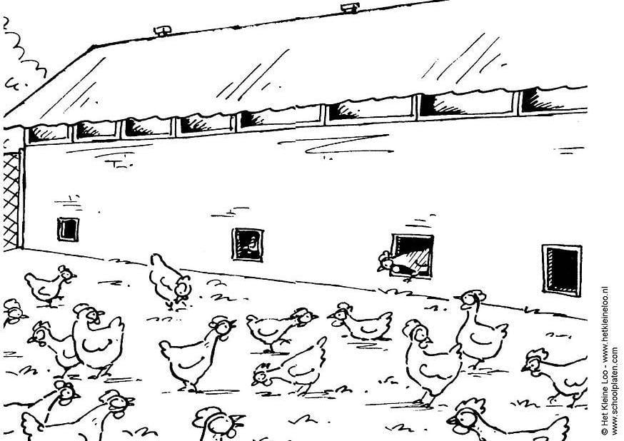 galline