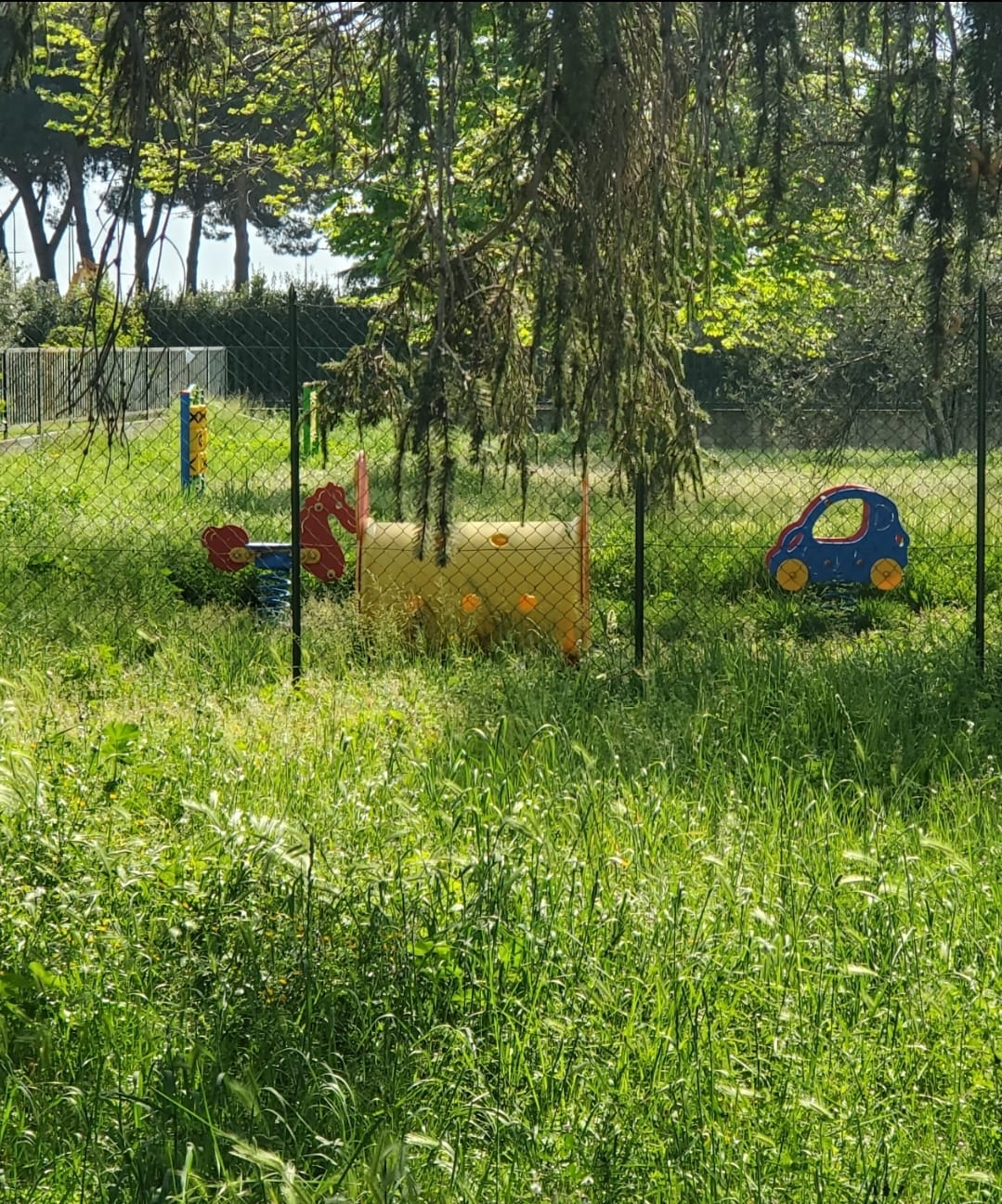 Foto erba alta