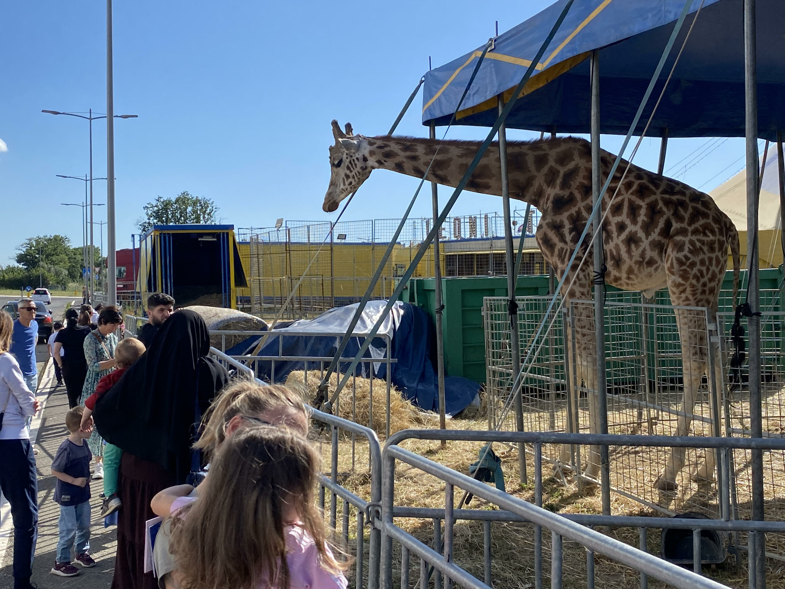 giraffa 1