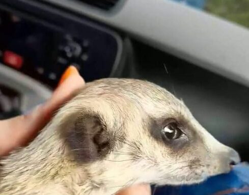 suricaco