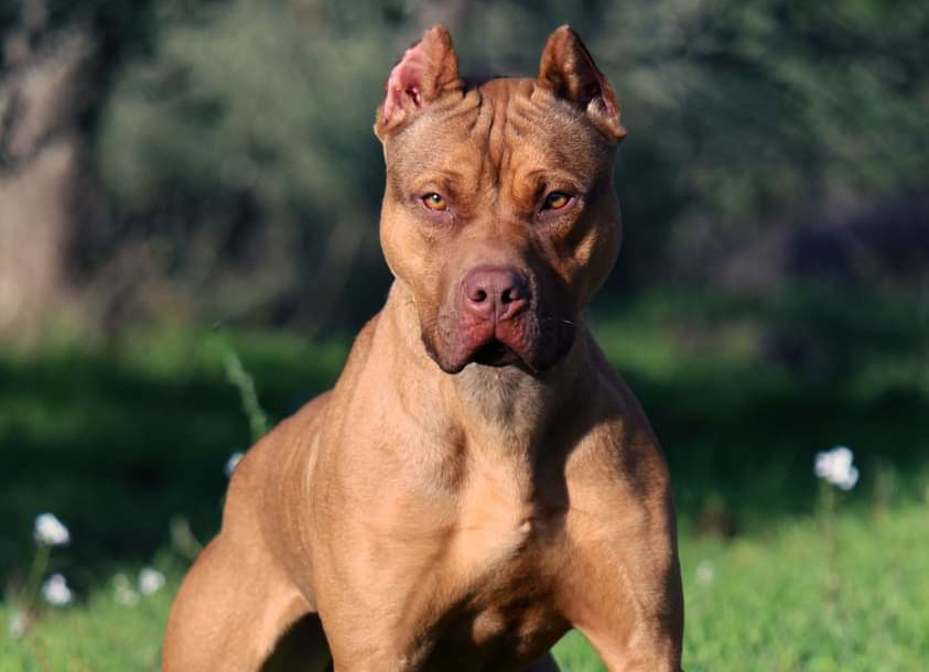 pittbull