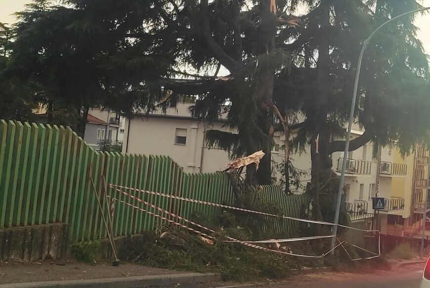 albero spezzato