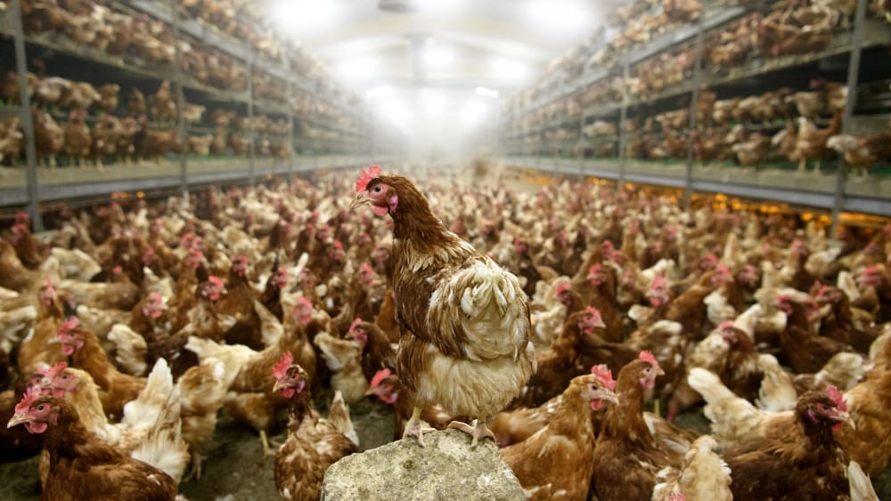 galline