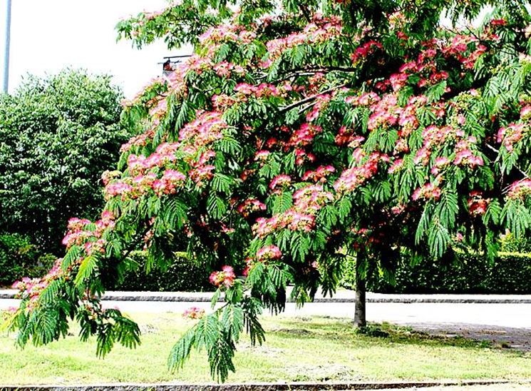 acacia