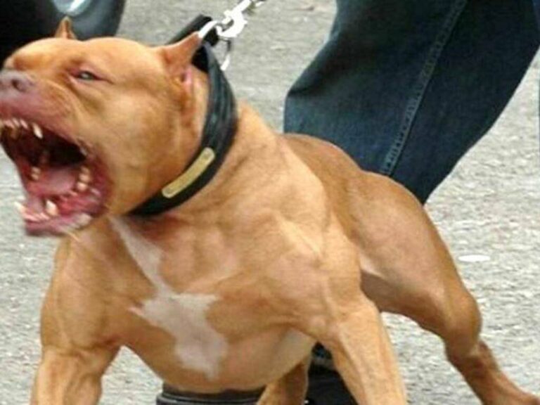 pitbull