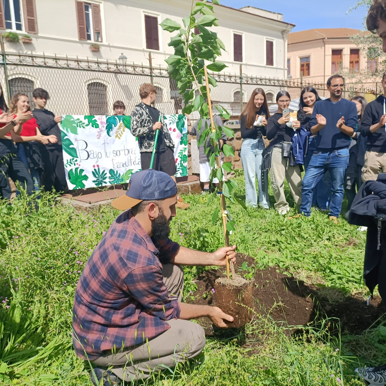 La piantumazione del ciliegio
