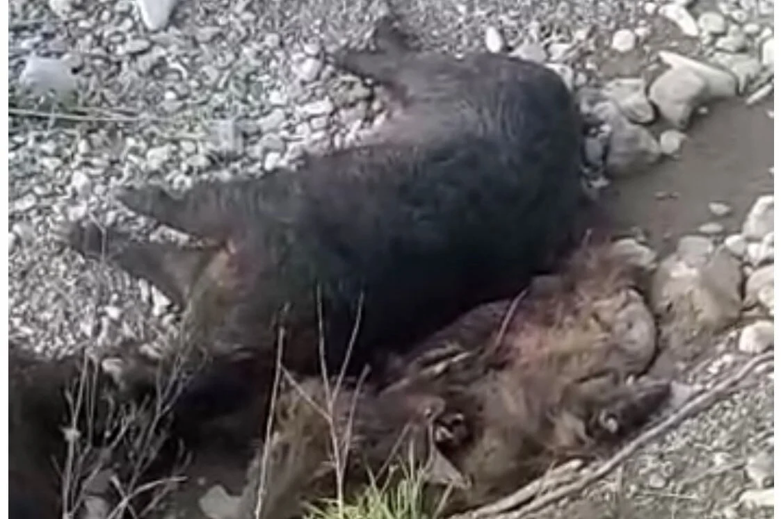 cinghiale morto