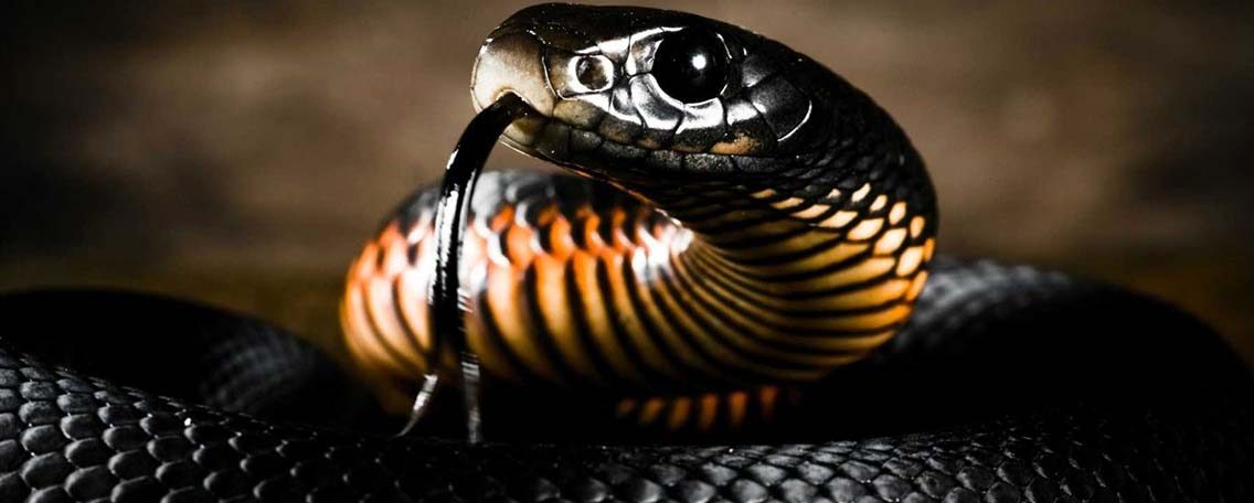 serpente