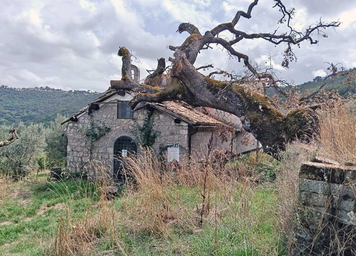 Foto Albero crollato su chiesa Montefiascone