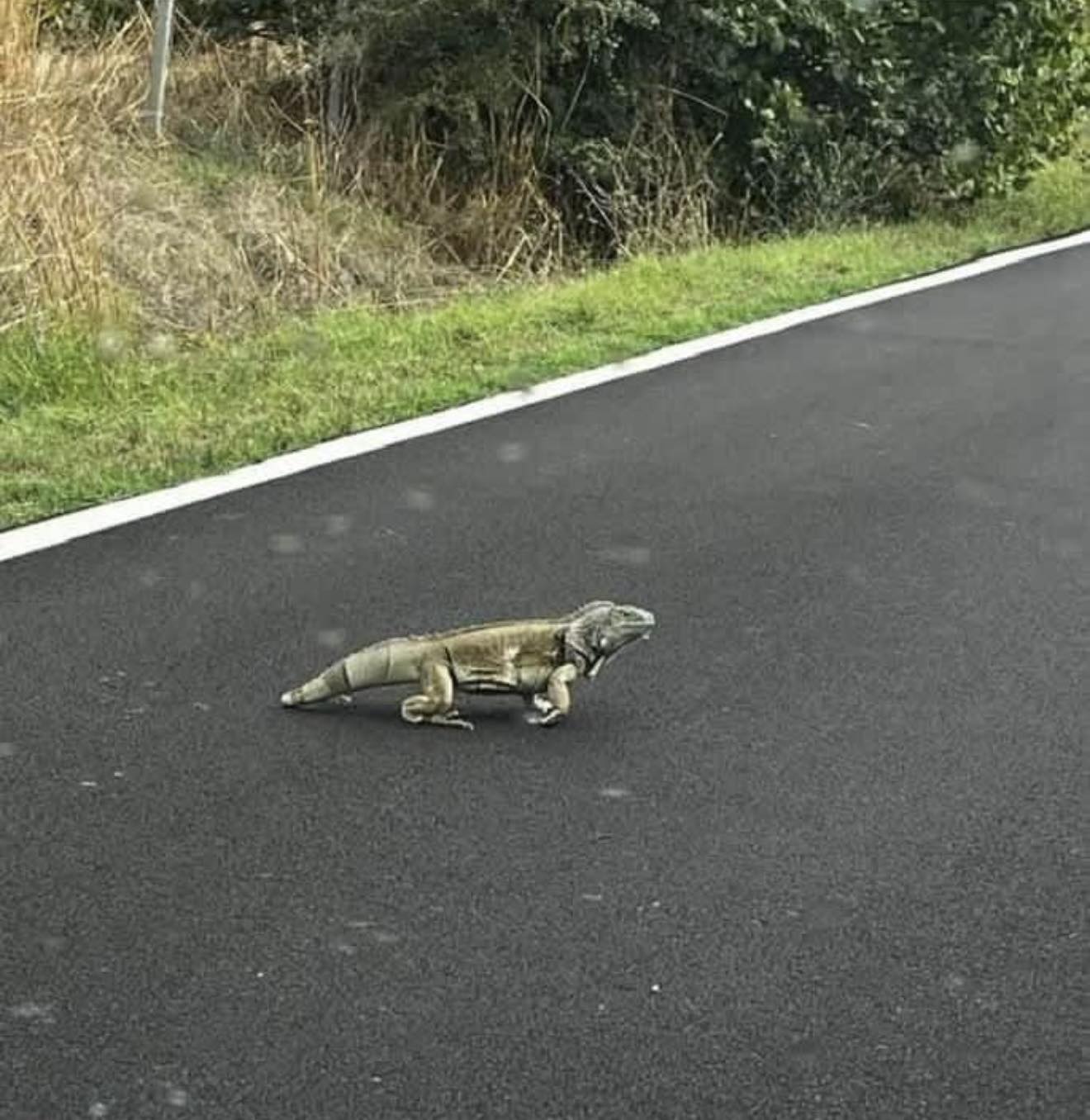 Foto iguana