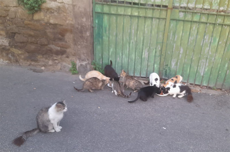 I gatti di Vitorchiano