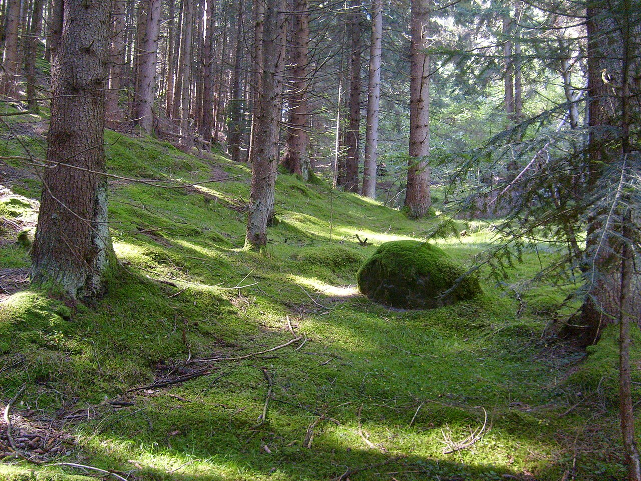 bosco verde