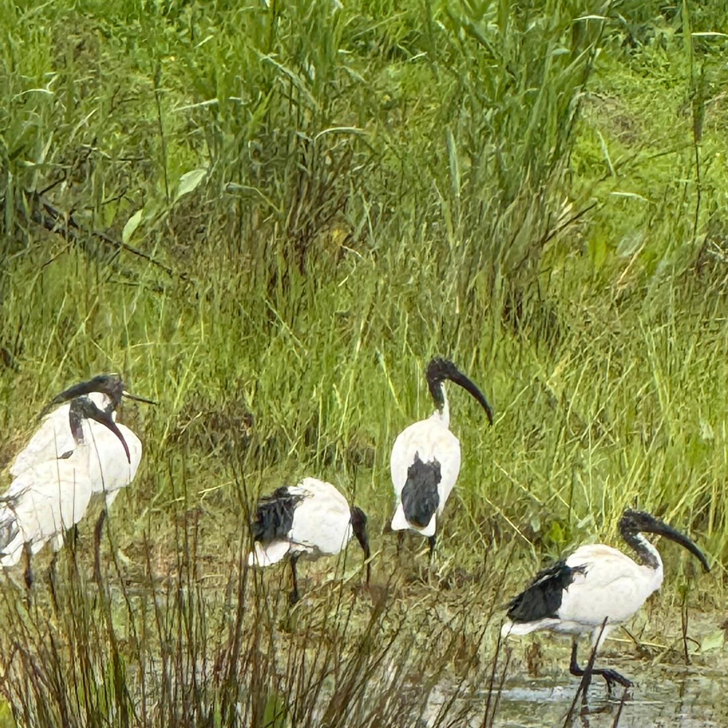 Ibis 2