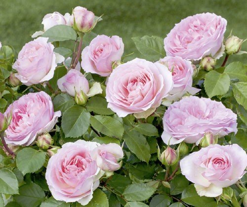 rosa