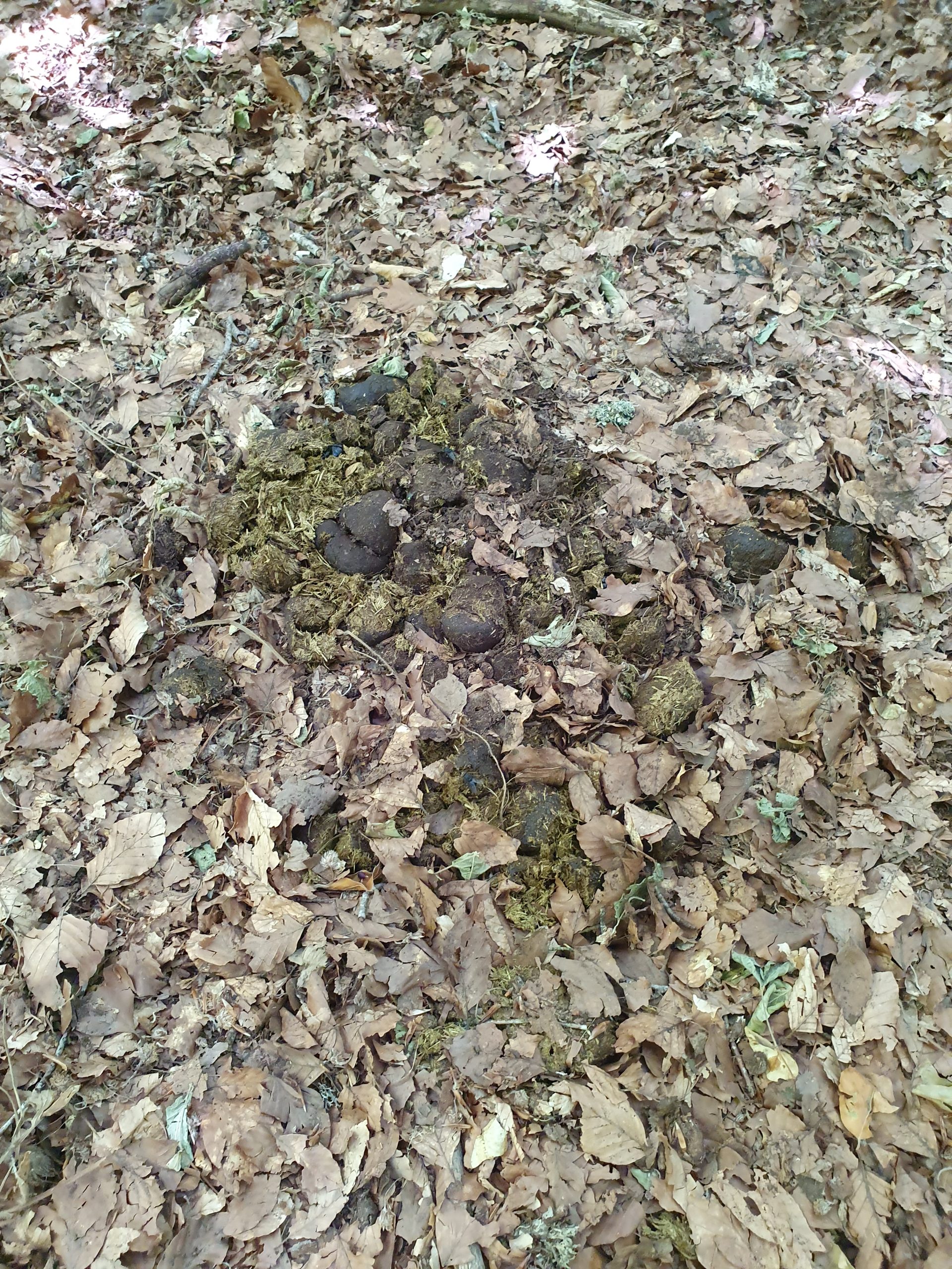 Faggeta Foto 2
