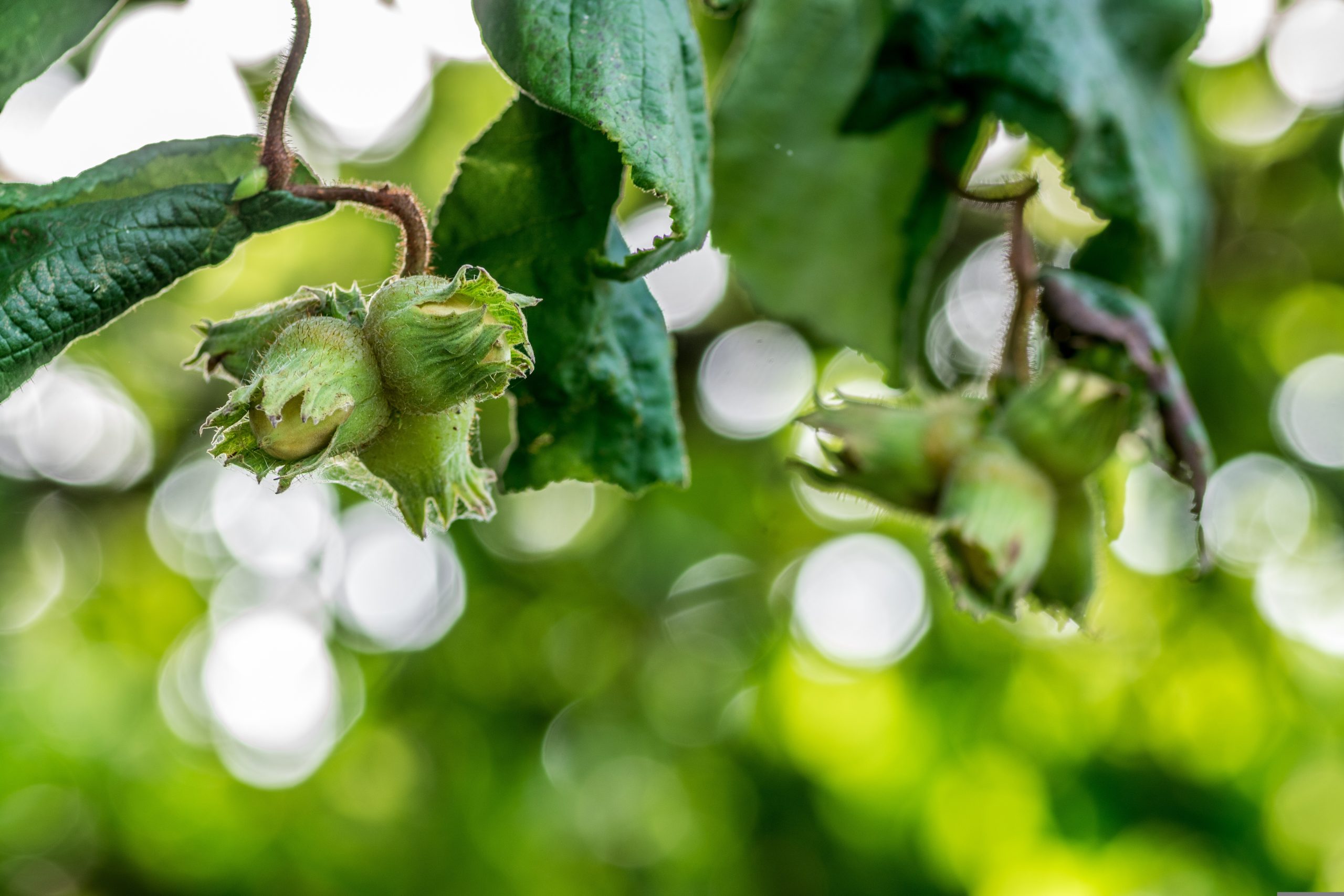 arcaion-hazelnut-4971586