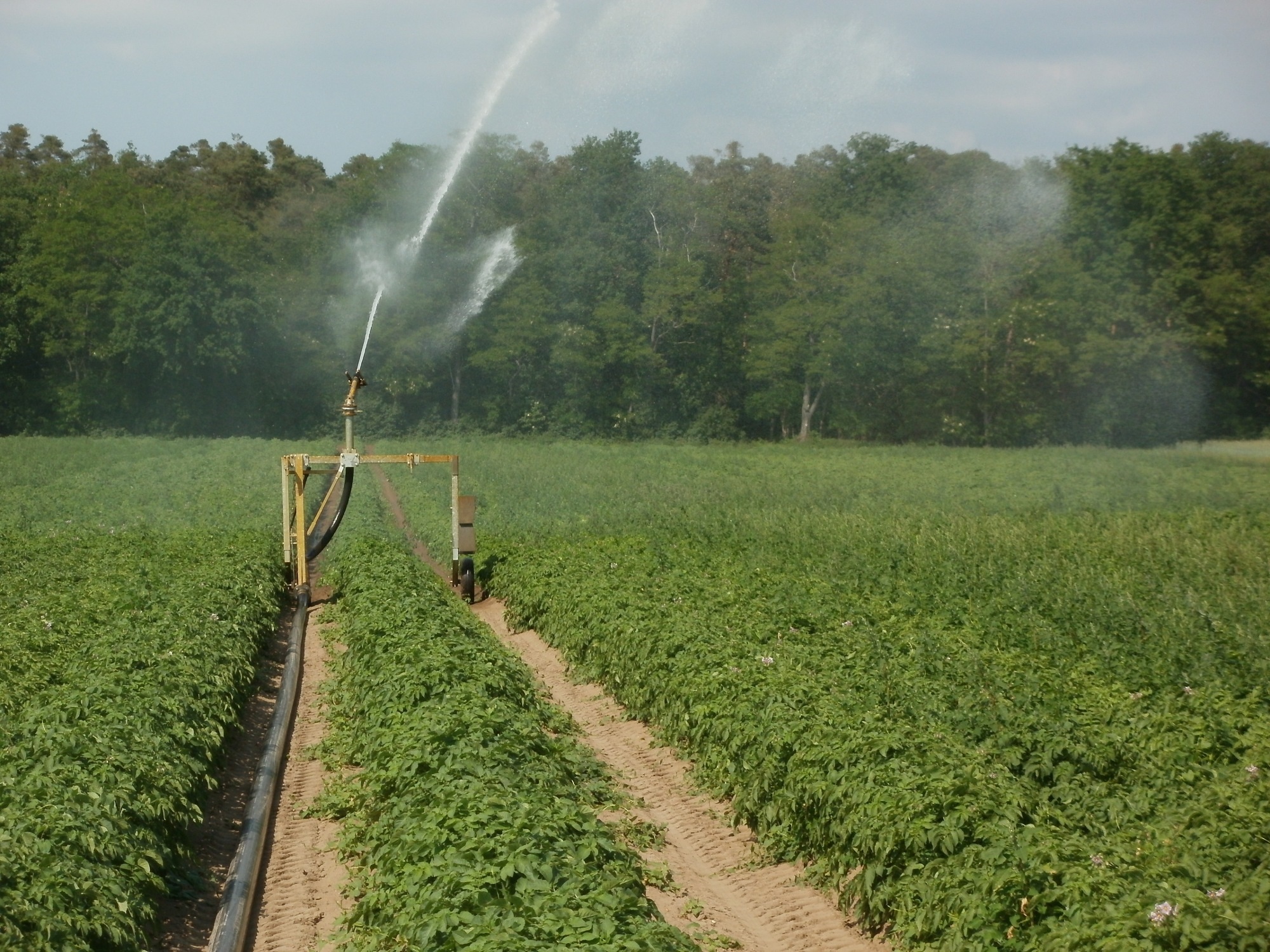wikimediaimages-potato-839469