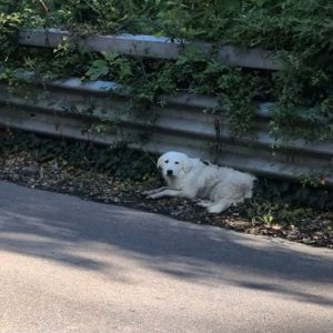 Cocò, un cane investito e il grande cuore dei bagnoresi