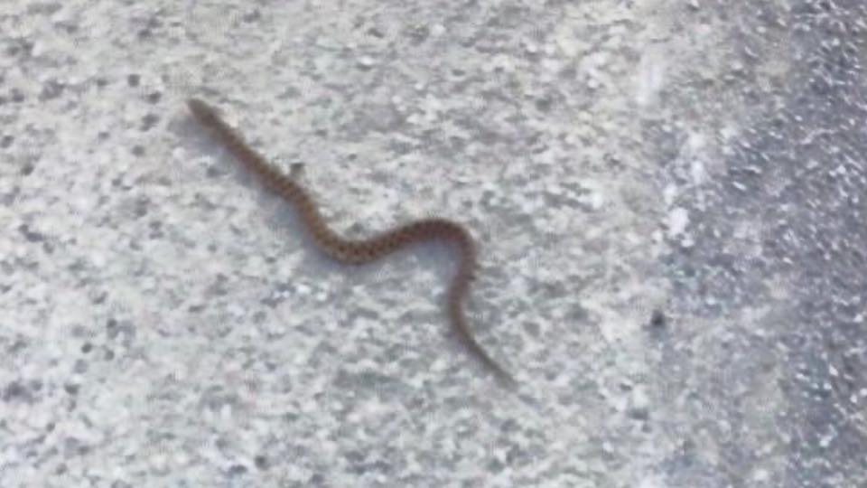 Vipera via Garbini