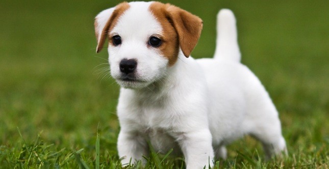 cane