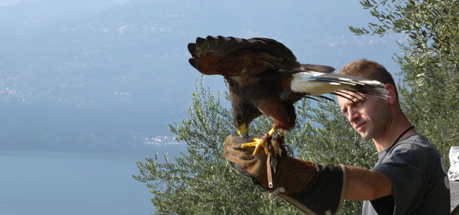 falconeria 013