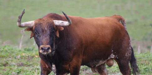 toro1